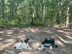 Camping with Domino dog, Loyalsock State Forest